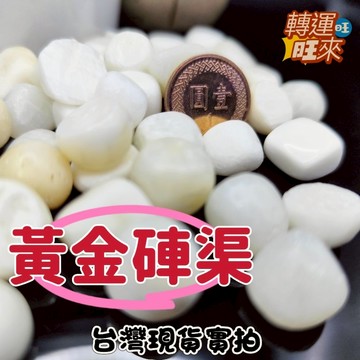 【台灣現貨】大顆 20mm 黃金 天然 硨磲  佛教七寶 深海貝殼 滾石 碎石 100g 淨化 消磁 礦石