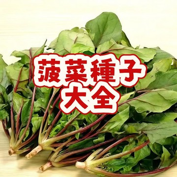 🥬（菠菜種子大全）今年新種子 發芽率高 營養豐富 速生農家大葉菠菜種子  季耐寒耐熱  四季陽台庭院盆栽蔬菜種籽#自留種