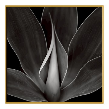 BOLUO GALLERY 菠蘿選畫所 龍舌蘭I BFEF4413G  40 x 40cm  金色