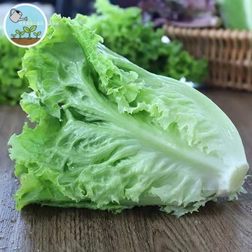🌱台灣現貨🌱萵苣種子 生菜沙拉火鍋必備 快速採收 四季可種 陽台盆栽 新手友善 家庭菜園 有機栽培