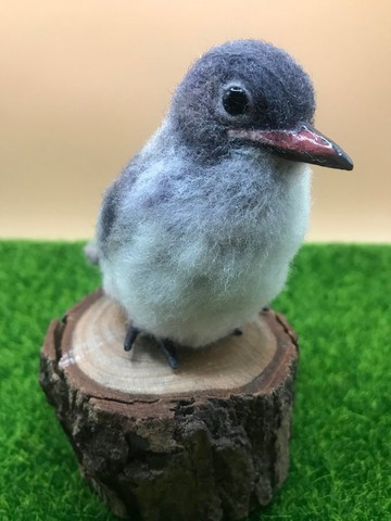 白頭翁幼鳥羊毛氈