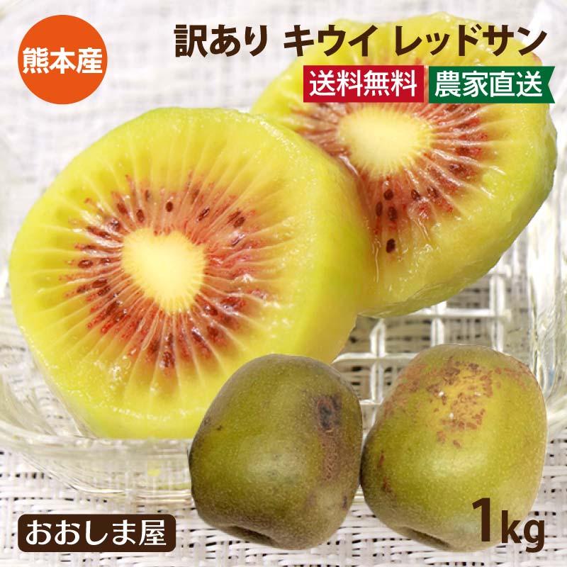 訳あり 国産キウイ レッドサン 1kg(10玉-15玉) 送料無料 レッドキウイ ＜10日から2週間でお届け＞ 訳有り 傷あり 農家直送