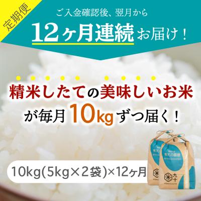 ふるさと納税 五所川原市  米 青天の霹靂 10kg 青森県産 定期便12回 10kg×1