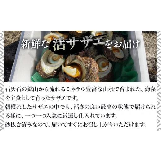 ふるさと納税 大分県 津久見市 獲れたて 活サザエ 2kg（12個〜20個）さざえ 生 栄螺 壺焼きサザエ つぼ焼き 海産物 海鮮 バーベキュー BBQ 大分県産 九州産 津…