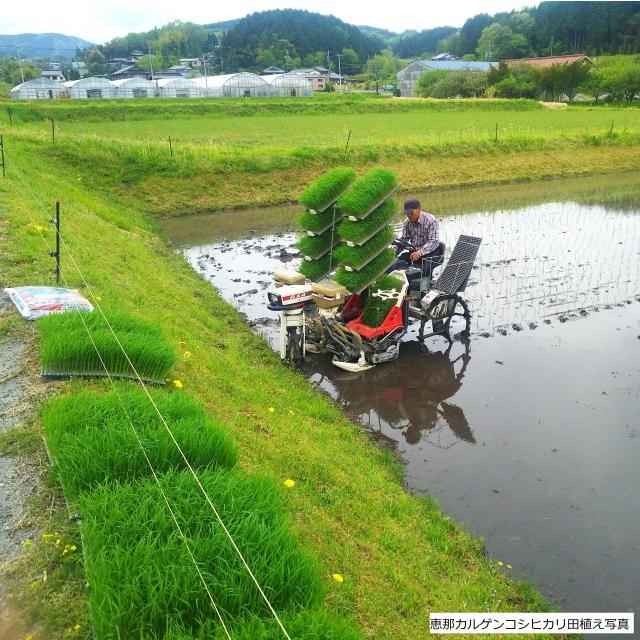 減農薬 玄米 コシヒカリ 30kg 令和5年産 岐阜県恵那産 特別栽培米 カルゲン栽培