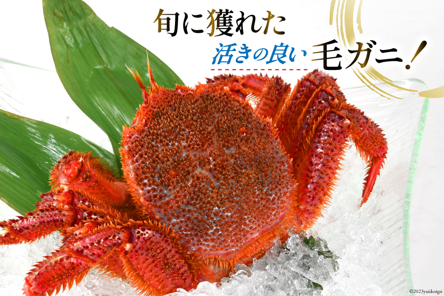 ＜先行予約＞かに 三陸産浜ゆで毛ガニ 約500g×3 計1.5kg  [村東商店 宮城県 気仙沼市 20562141] 冷蔵 カニ 毛がに 魚介 海鮮 毛ガニ 毛蟹 毛がに 蟹