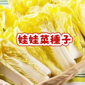 次日達-（娃娃菜種子） 今年新籽 發芽率高 耐熱 早熟  產量高 營養豐富 鮮嫩可口 懶人易種植 陽台庭院盆栽