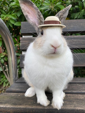 Q2-手工寵物生日帽子寵物髮飾頭套兔兔牽繩衣配件兔子-歐洲禮帽