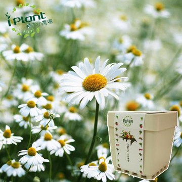 任-iPlant積木開心小農場樂活盆栽(小雛菊小品菊)