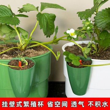 多功能草莓移植杯掛盆式高顏值仿真高級種植杯育苗生根透氣