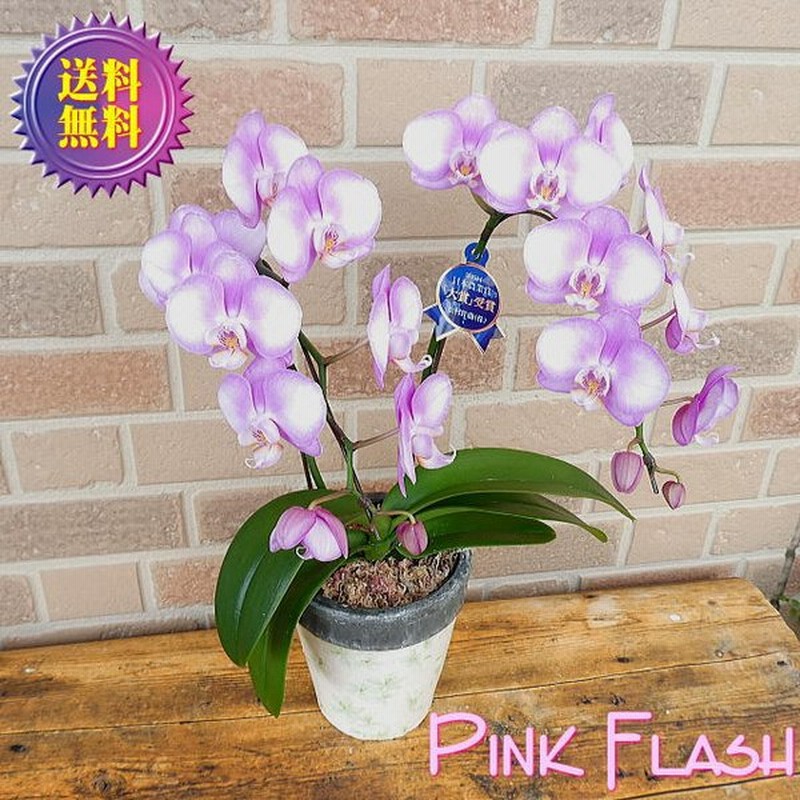 お悔やみ 胡蝶蘭 開店祝い 花 誕生日プレゼント お祝い プレゼント お供え ミニ コチョウラン 鉢植え ピンクフラシュ２本立ち フローラル 陶器鉢 グリーン 通販 Lineポイント最大0 5 Get Lineショッピング