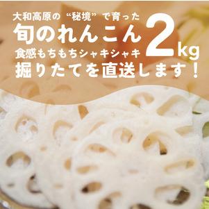 ふるさと納税 れんこん　２kg 奈良県山添村