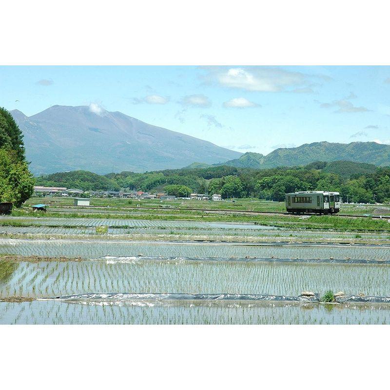 精米 長野県産 白米 コシヒカリ 佐久自慢 5kg 令和4年産