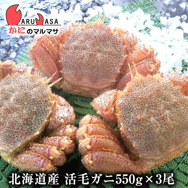 活毛がに 550g 3尾セット 北海道産 極上毛ガニ お歳暮 ギフト お土産 通販 あすつく北海道