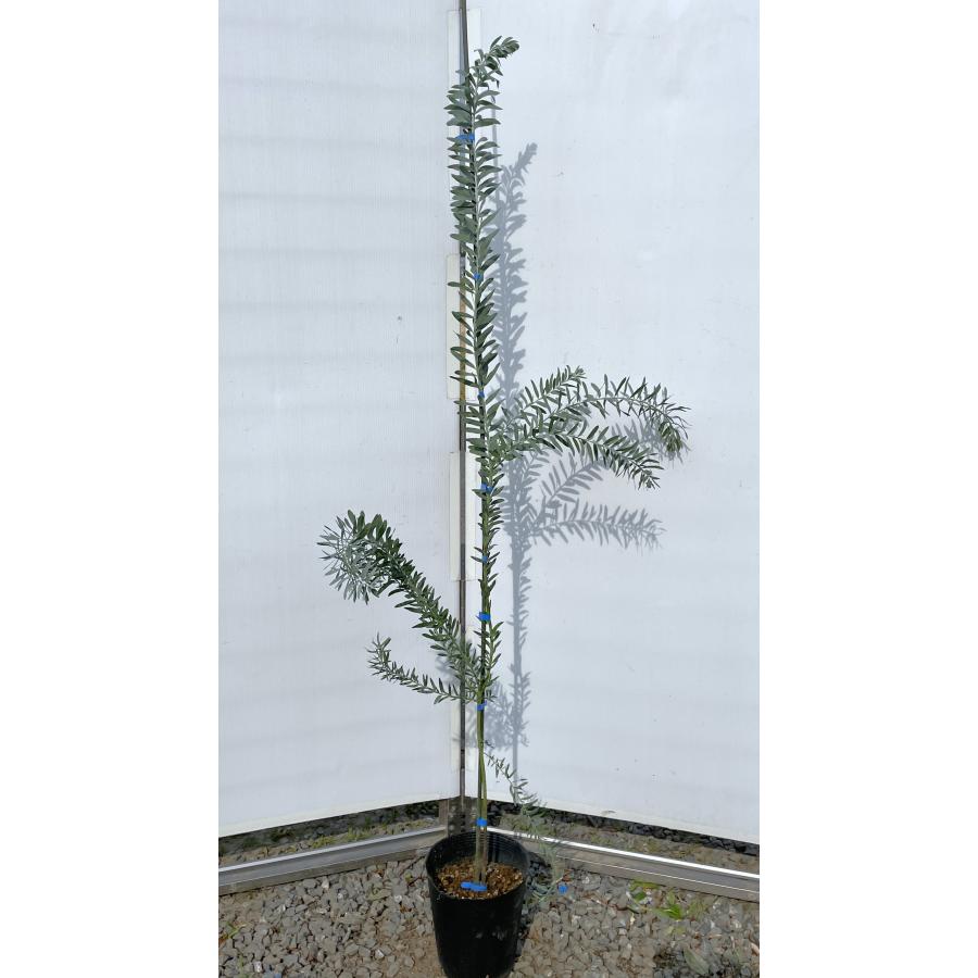 アカシア ブルーブッシュ 8号 特大苗木最高等級極上品 ③ アカシア