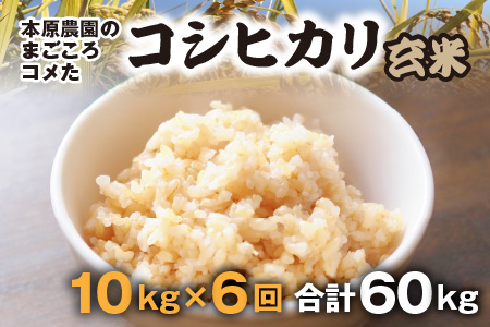  本原農園のまごころコメた 福井県産 コシヒカリ 10kg × 6回 計60kg [G-8902_02]