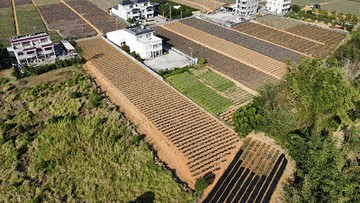 中正大學旁休閒農地｜嘉義縣民雄鄉陳厝寮段