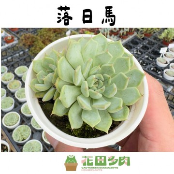 《花田多肉》🌵【落日馬】 3吋盆 多肉植物/多肉/戶外植物/景天科