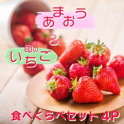 ふるさと納税 小郡市 いちご職人 白木のいちご 「あまおう2P」と「旬のいちご2P」食べ比べセット