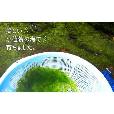 ふるさと納税 小値賀でとれた あおさ 12g×2袋[DAS007]  長崎 小値賀 あおさ 長崎県小値賀町