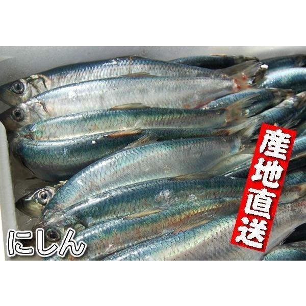 ニシン（生冷凍）超特大　１尾入（浜坂産）今回は白子入りのみとなっております（にしん、鰊）