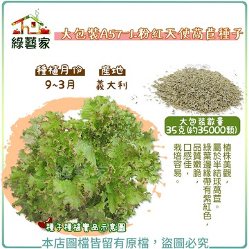 【綠藝家】大包裝A57-1.粉紅天使萵苣種子35克(約35000顆)