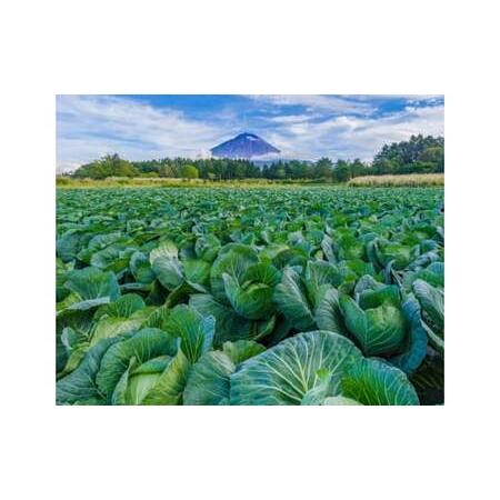 ふるさと納税 （A）鳴沢村産高原野菜＆特産品詰め合わせ NSJ023 山梨県鳴沢村