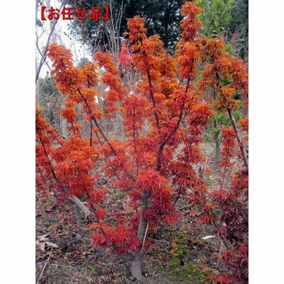 紅葉『シシガシラ』樹高130cm 紅葉『シシガシラ』樹高130cm
