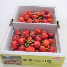 (秀品)山形のさくらんぼ佐藤錦　L玉　約700g(約350g×2P)