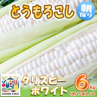 ふるさと納税 下妻市 下妻産朝採りとうもろこし6kg(クリスピーホワイト・約15本入り)2024年6月下旬頃より発送開始