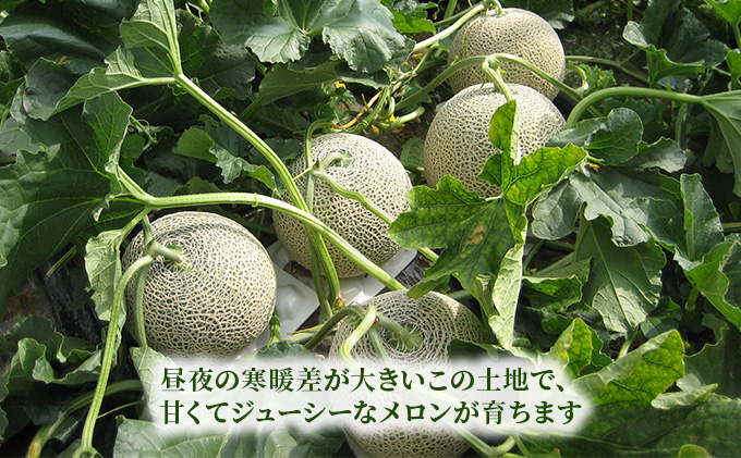 北海道 富良野産 厳選 赤肉 メロン 約1.6kg×2玉 (吉中農園)