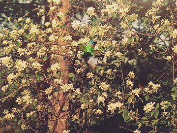 手繪墜子 - 五色鳥 / psilopogon nuchalis / ゴシキドリ