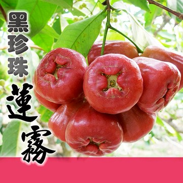 預購【家購網嚴選】 屏東林邊黑珍珠蓮霧 在地水果 水果禮盒 屏東蓮霧
