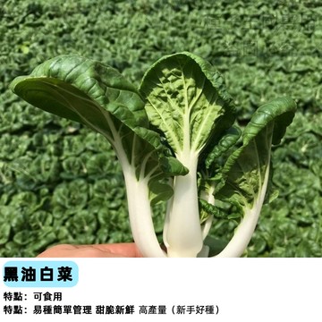 台灣現貨【烏塔菜】黑葉白菜仔 油菜種子 快菜 40天速收 耐熱 四季可種 陽台盆栽 家庭菜園 有機栽培 新手必備