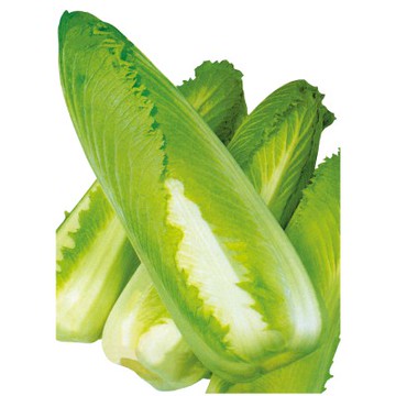 【拈花微笑】翠玉70天白菜｜種子｜1g｜非基因改造種子｜蔬菜｜蔬果｜有機無毒｜高發芽率