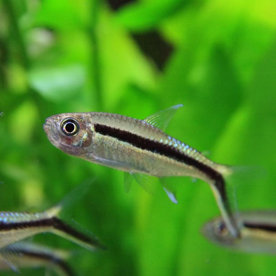 (熱帯魚)アルビノカージナルテトラ　約2cm　5匹