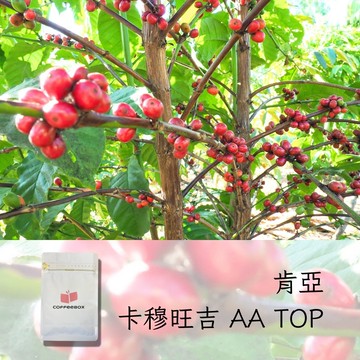 肯亞 麒麟雅加 卡穆旺吉 AA TOP 水洗 中淺焙 (半磅/227g) | 黑醋栗、紅葡萄柚、白花【柏克斯咖啡】