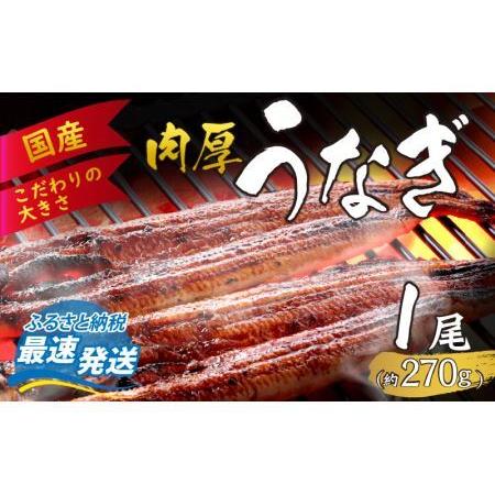 ふるさと納税 国産 活うなぎ蒲焼 約270g×1尾 [A-124002]  福井県福井市