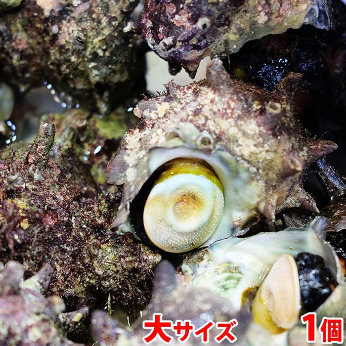 愛媛県産他 （活） サザエ　大サイズ　約1kg （4〜6個）