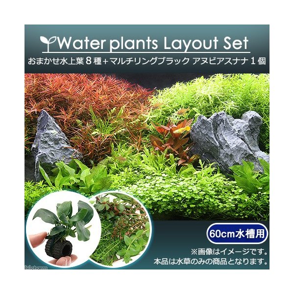 水草 おまかせ水上葉 レイアウトセット ６０ｃｍ水槽用 ８種 マルチリングブラック アヌビアスナナ 通販 Lineポイント最大0 5 Get Lineショッピング