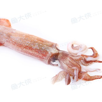 活凍現流級透抽15/20cm規格(3~6尾/600g/包)-1C6B【魚大俠】SD005