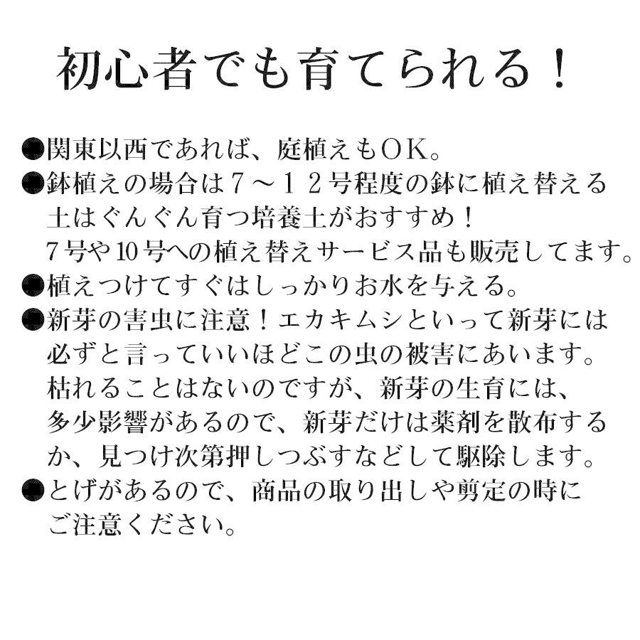 レモンの木 品種 とげなしレモン 小棘 苗木 庭木 植木 1年生 接木苗