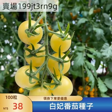 現貨🍅【白妃番茄種子】（100粒）四季小西紅柿種子 超甜 皮薄多汁 多年生聖女果種籽 四季播種農田盆栽 高產水果蔬菜種子