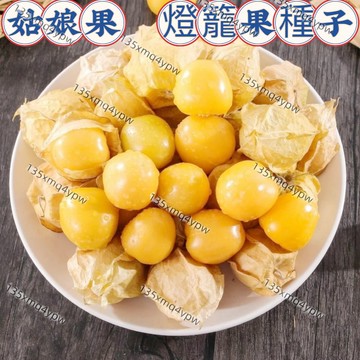 現貨💥姑娘果種子（500粒） 紅姑娘果 黃姑娘果紫姑娘果 四季盆栽種植蔬菜種子 水果種子 燈籠果陽台庭院盆栽地栽水果種植