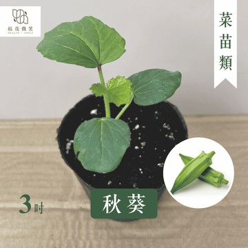 【拈花微笑】秋葵｜黃秋葵｜3 吋｜菜苗｜黃蜀葵｜黃毛茄｜羊角豆｜美人指｜食香槿