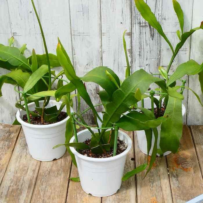 孔雀サボテン港まつり 【公式通販】