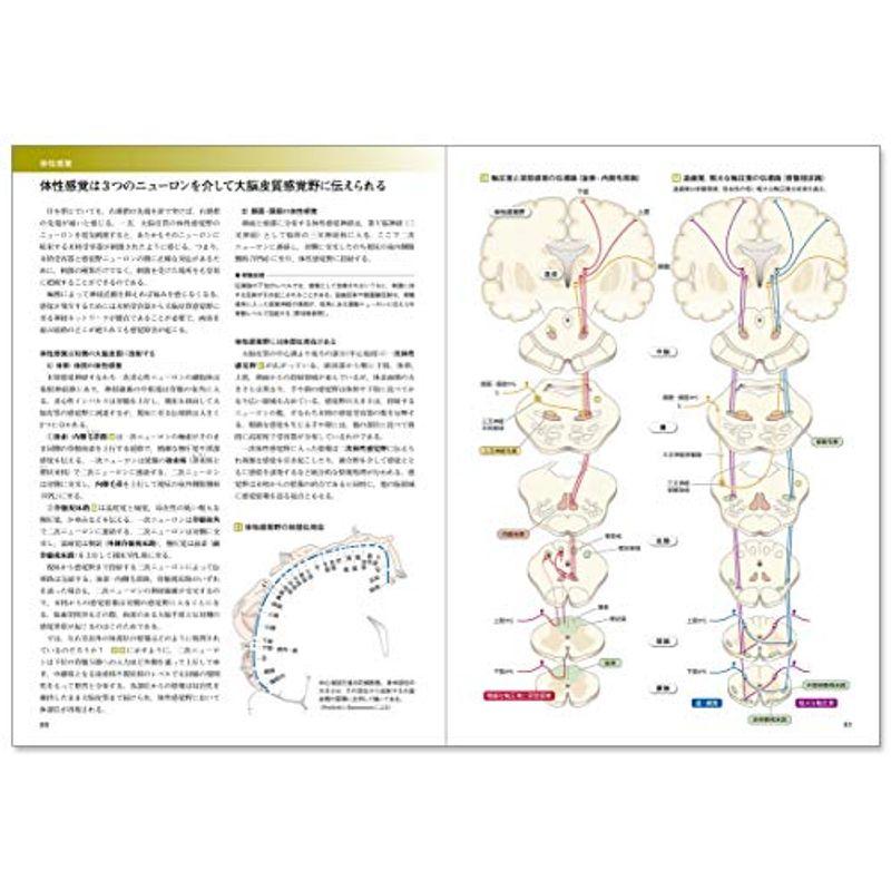 カラー図解 人体の正常構造と機能〈9〉神経系(2)改訂第4版