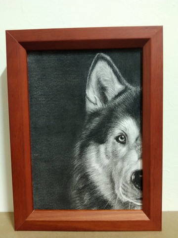 擺設 / 哈士奇 / 炭精筆畫 / 原稿 / 含框