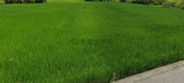 興崙重劃佰坪地｜新竹縣竹北市興崙段