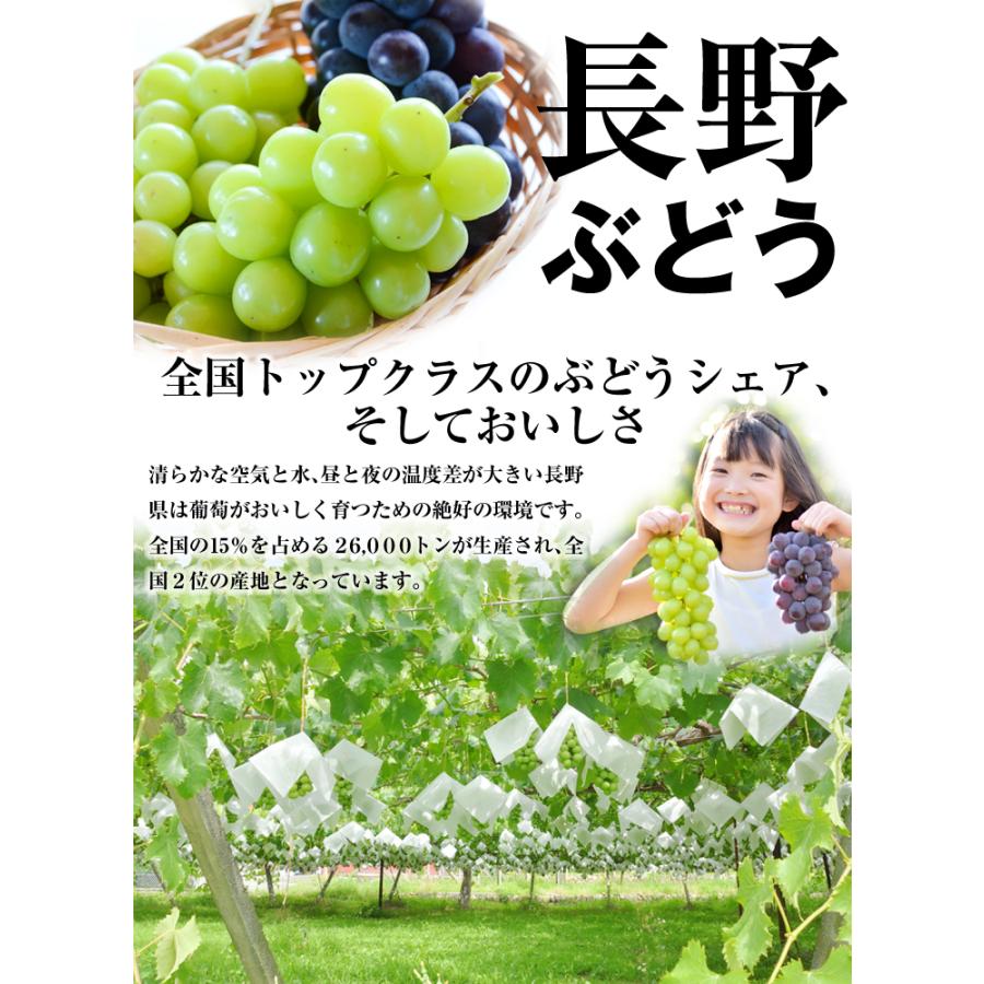 ぶどう 1房 真冬のシャインマスカット 長野産 約600g前後 大房 送料無料 国華園